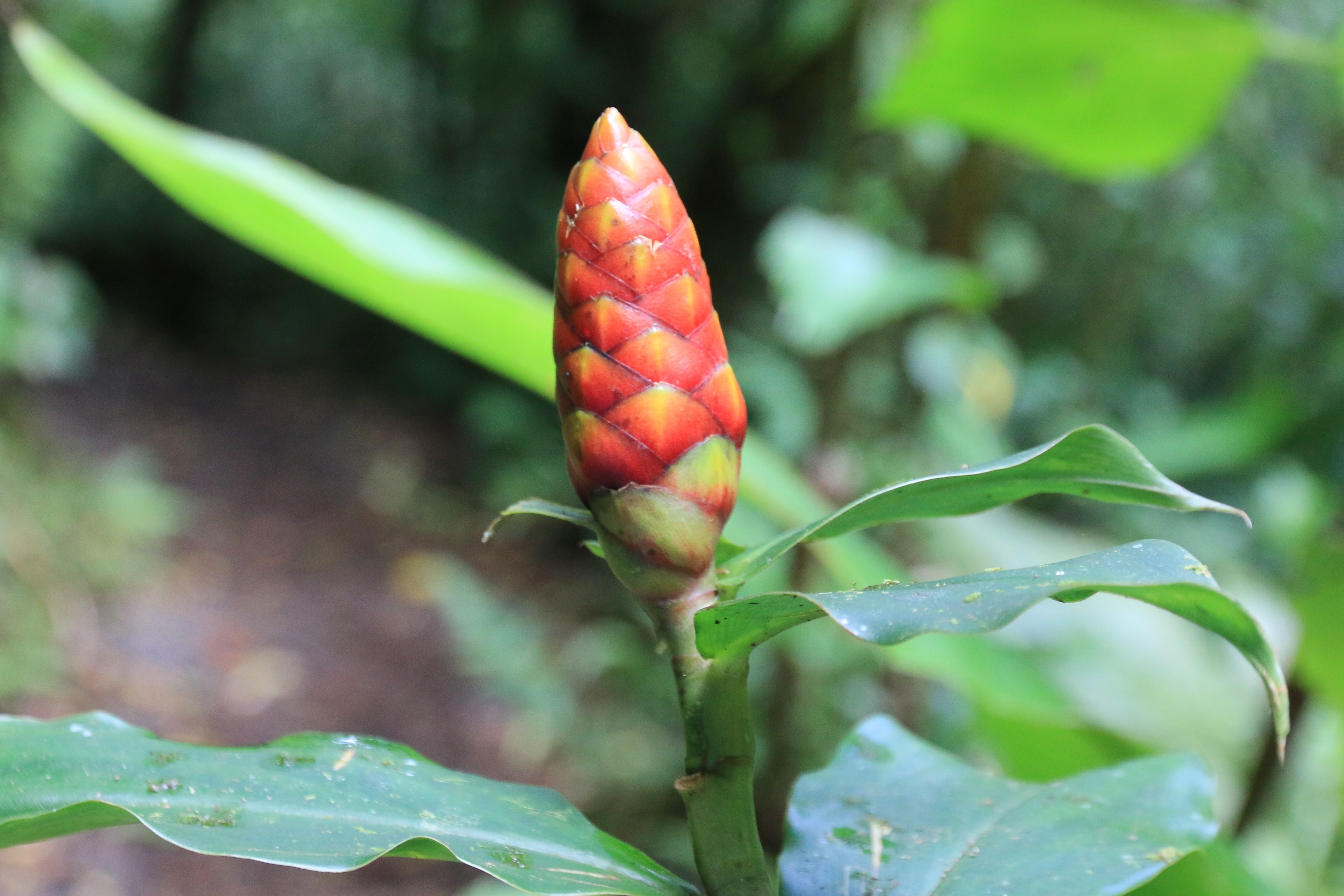 Costa Rica